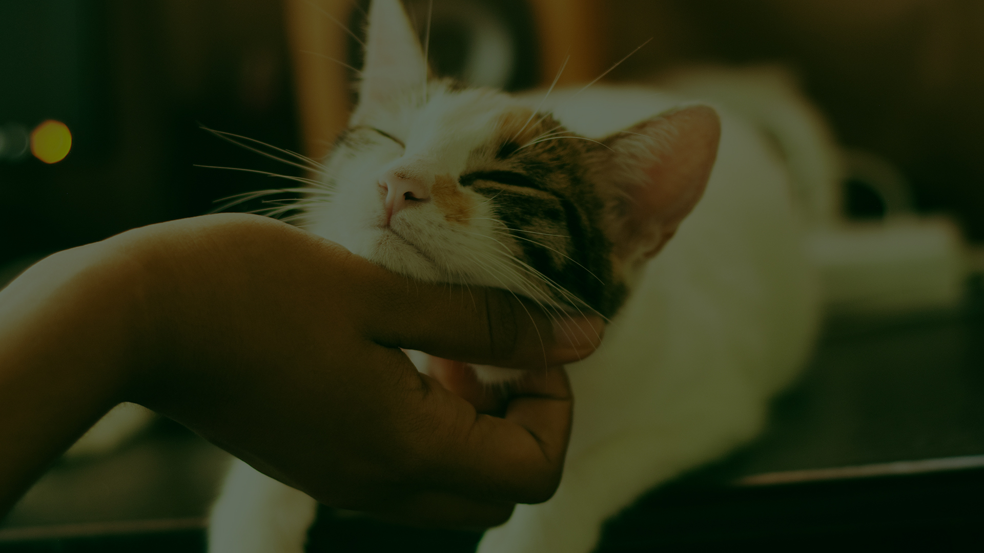Abrir Uma Clínica Veterinária Em Uberlândia - Auster Inteligência Contábil