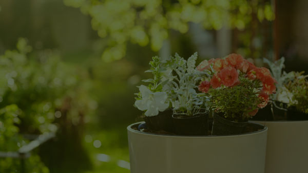 Contabilidade Para Floriculturas Em Uberlândia - Auster Inteligência Contábil