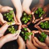Dear Humanity, Give Green A Chance. Sincerely, Mother Nature. - Auster Inteligência Contábil